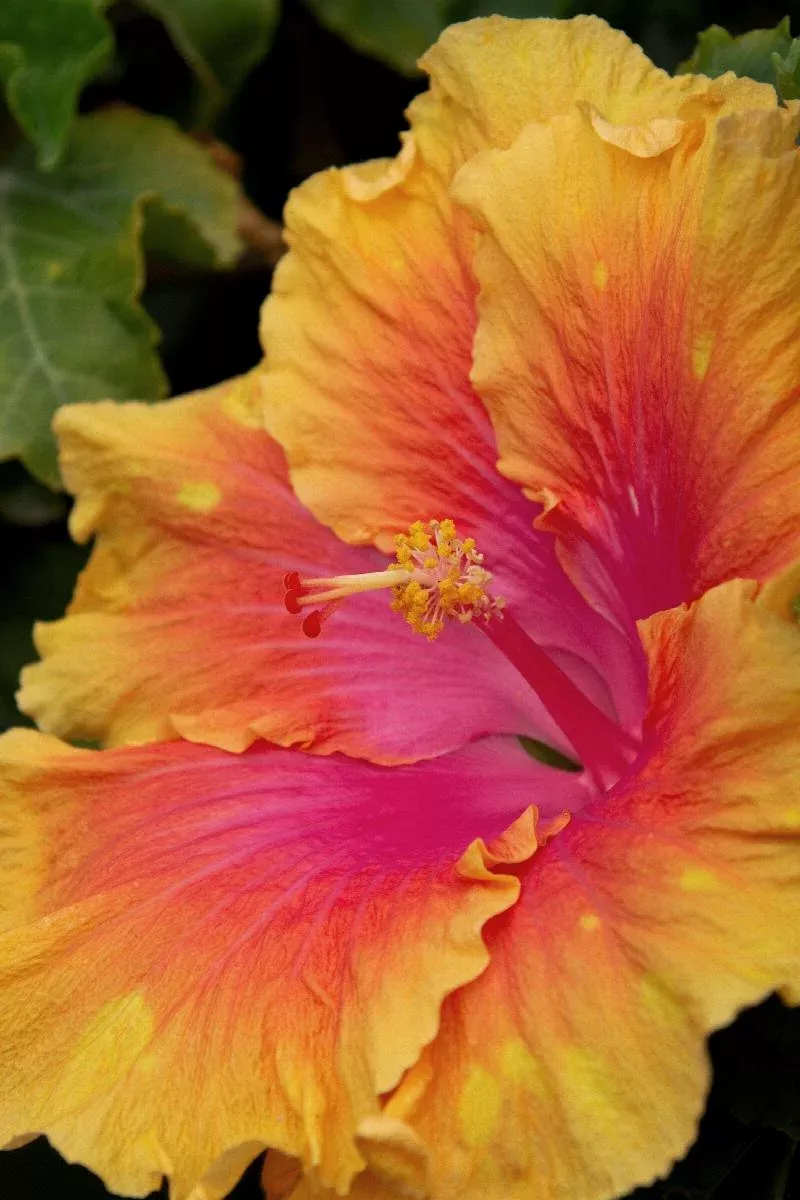 The Path Hibiscus