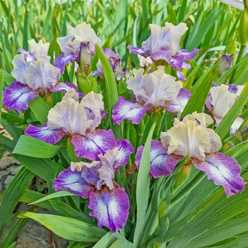 Pathway Bearded Iris