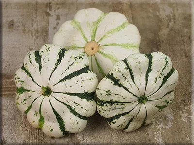 Patisson Panache Jaune et Verte Squash - (pre 1856) - (C.Pepo)