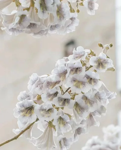 Paulownia fortunei seeds