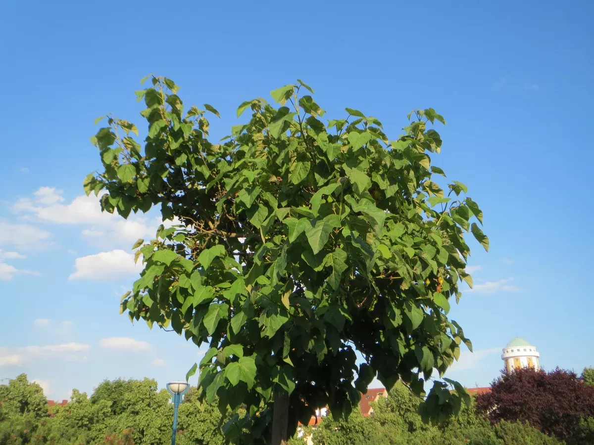 Paulownia Tomentosa Seeds - Empress Tree