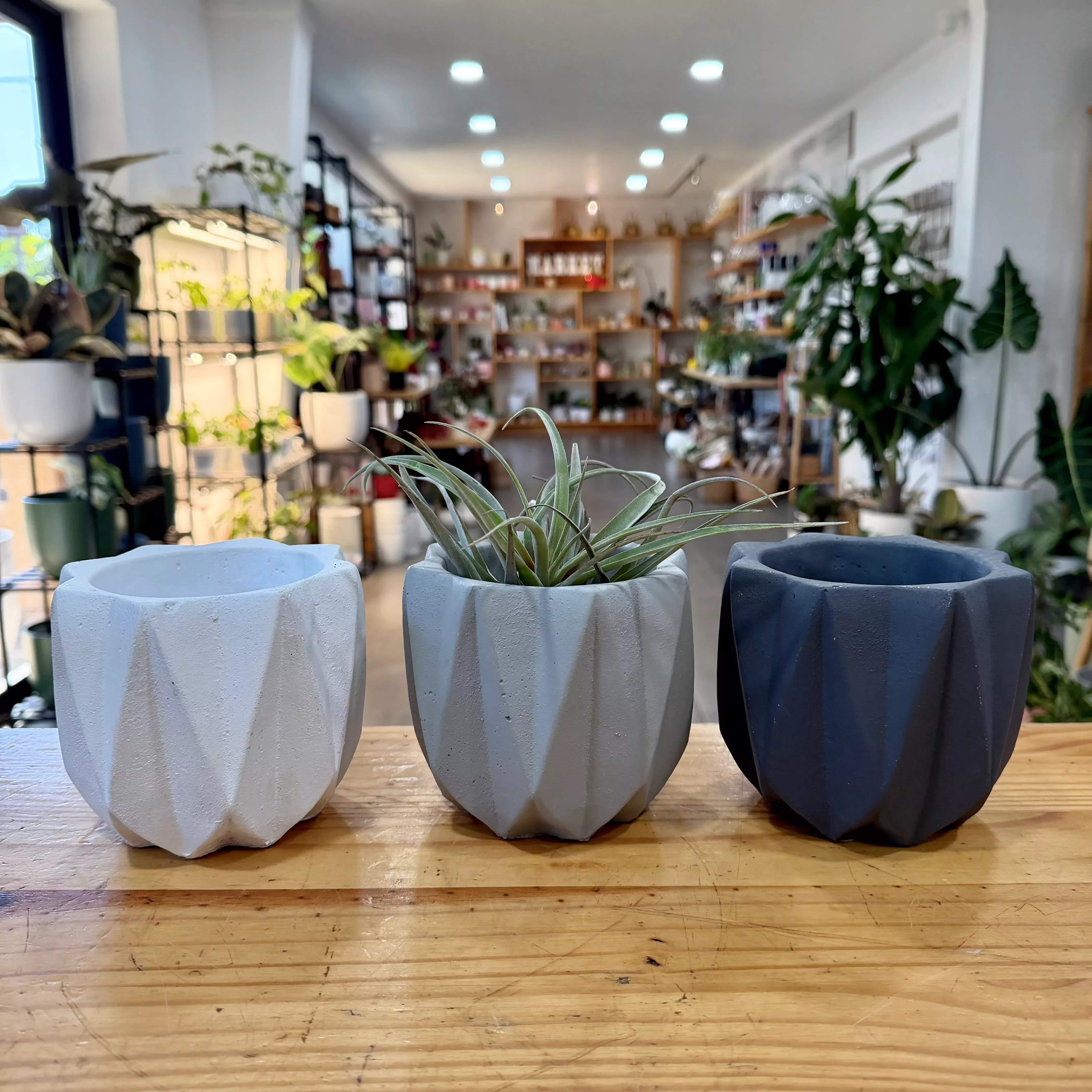 Pavo Cement Planter