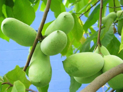 Pawpaw (Nature & Nurture - Select) Seeds