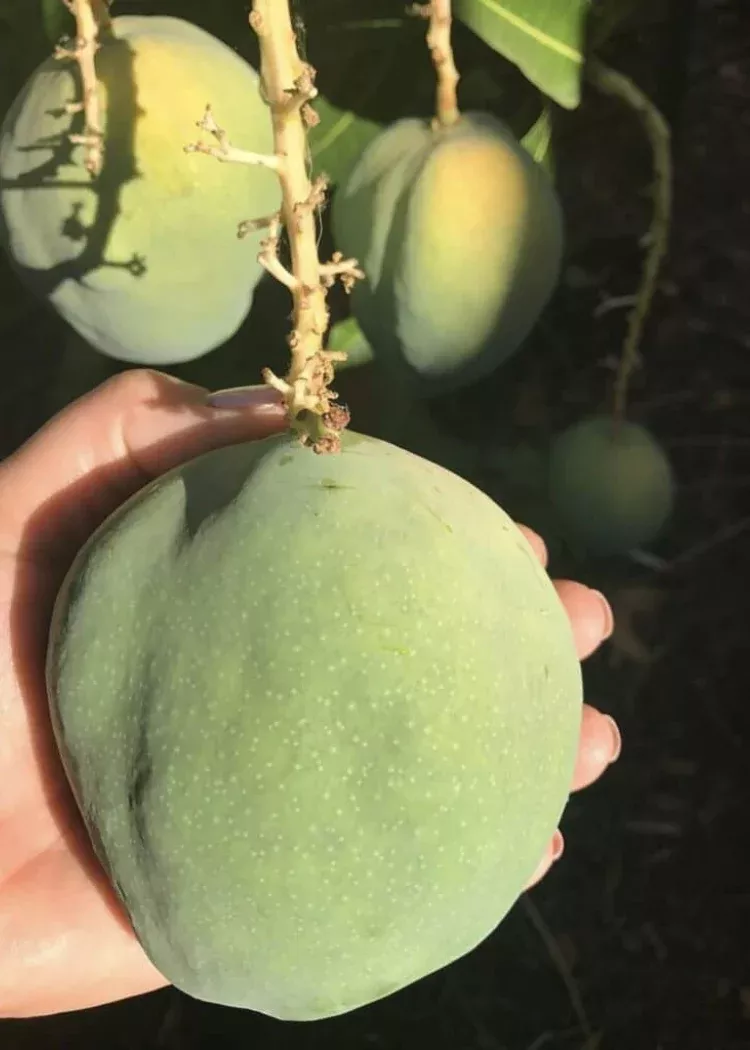 Peach Cobbler Mango Tree