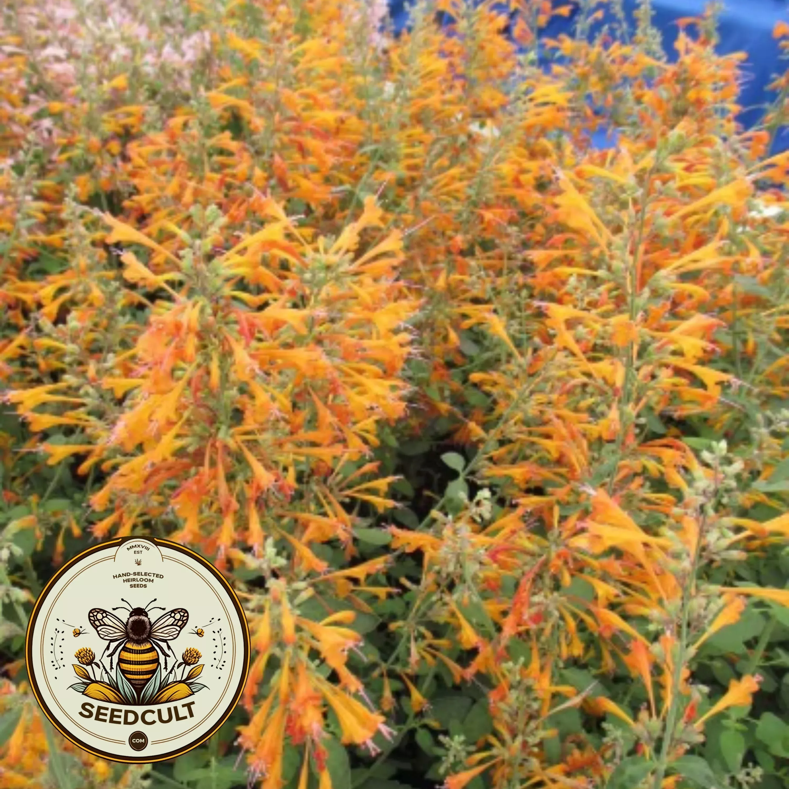 Peach Margarita Agastache Seeds, Agastache Aurantiaca AG0325