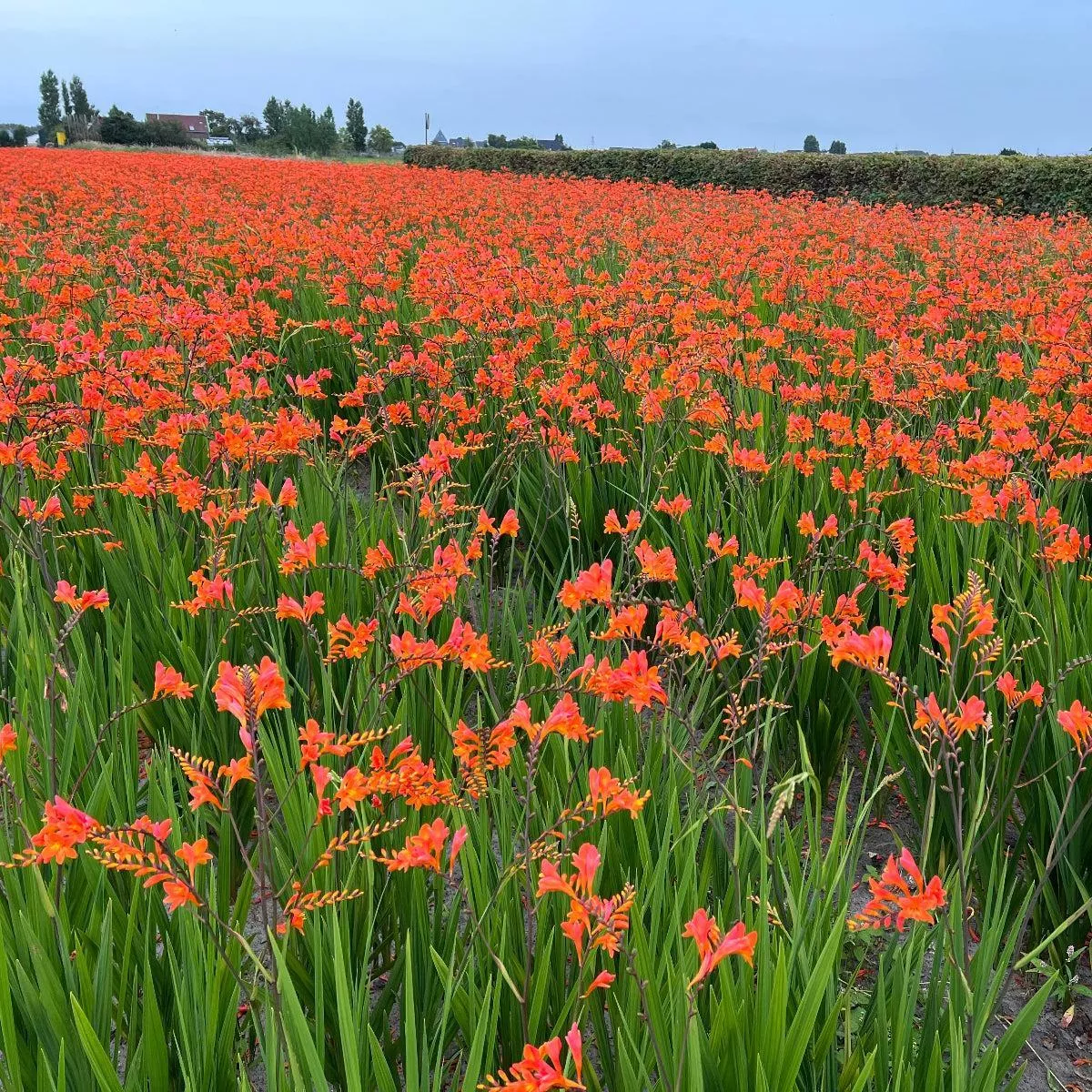 Peach Melba Montbretia