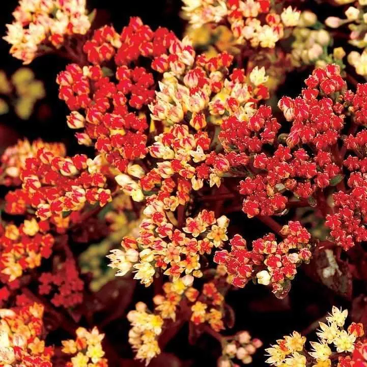 Peach Pearls Stonecrop