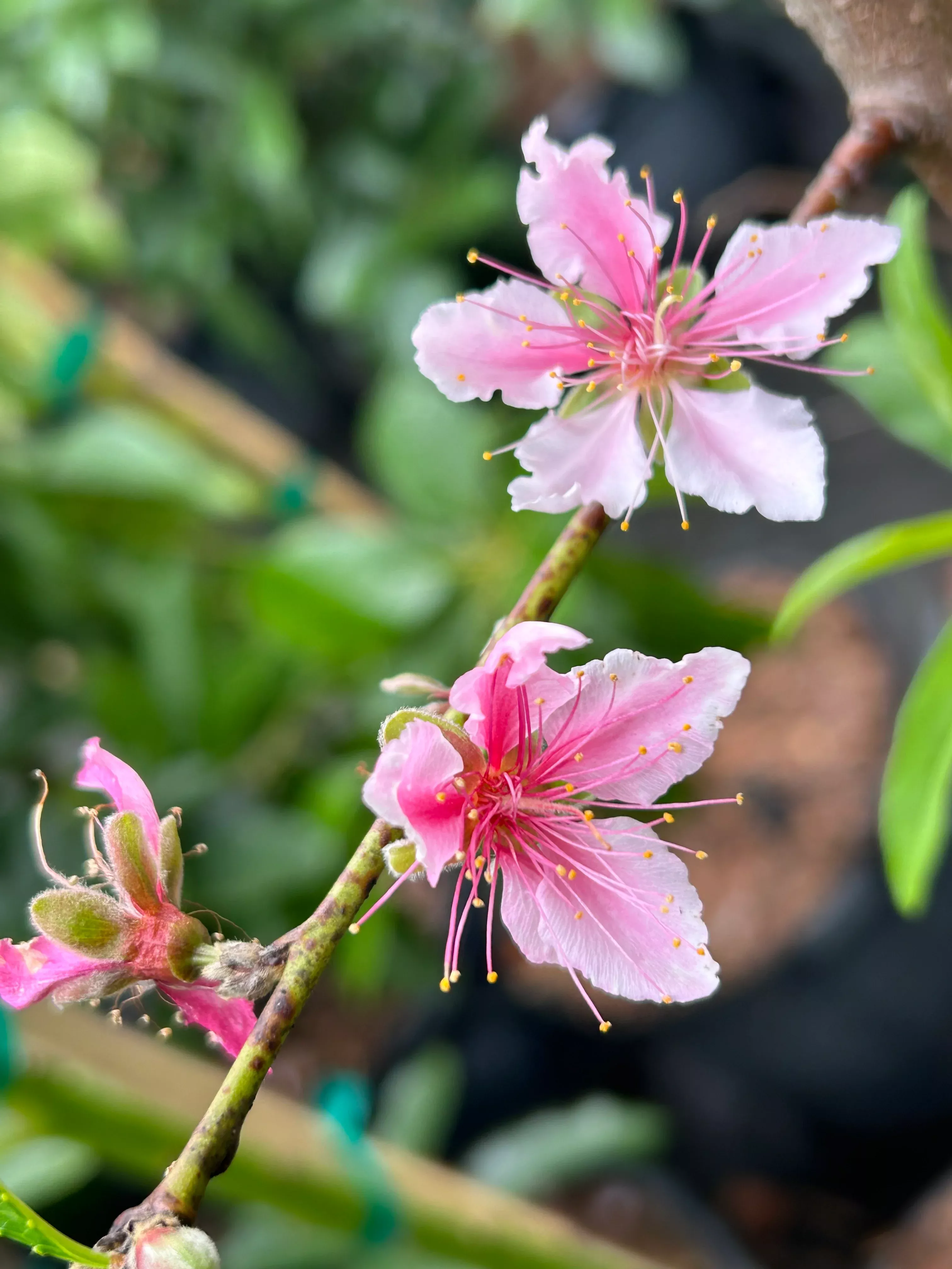 Peach Tree ‘Tropic Snow’