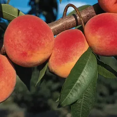 Peach Tree