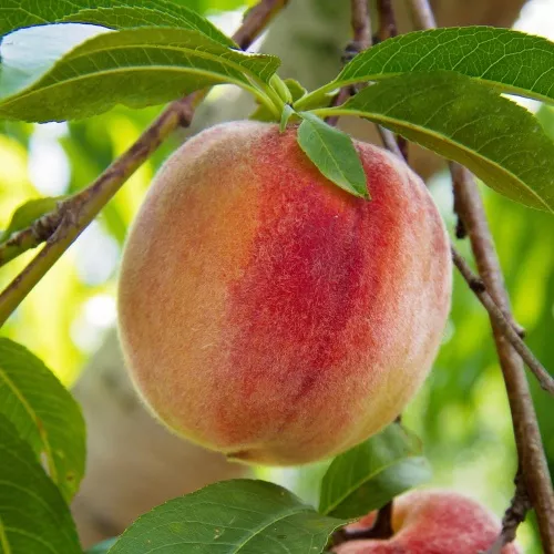 Peach