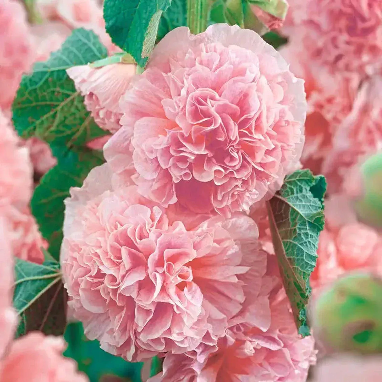 Peaches 'n Dreams Double Hollyhock