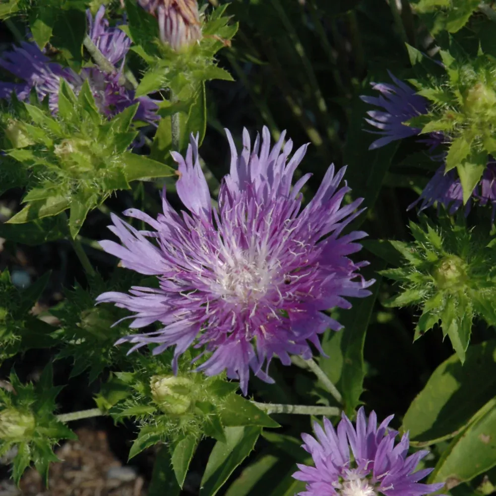 Peachie's Pick Aster