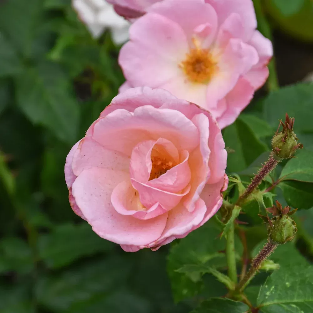 The Peachy Knock Out Rose