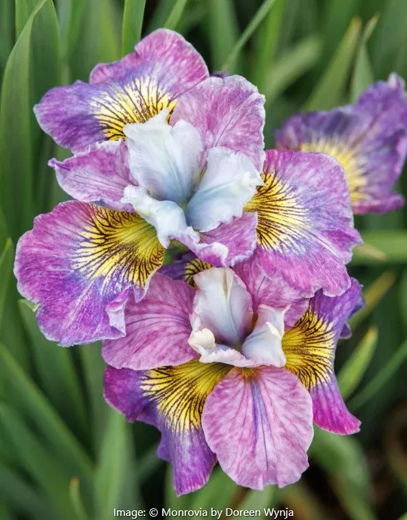 Peacock™ Siberian Iris