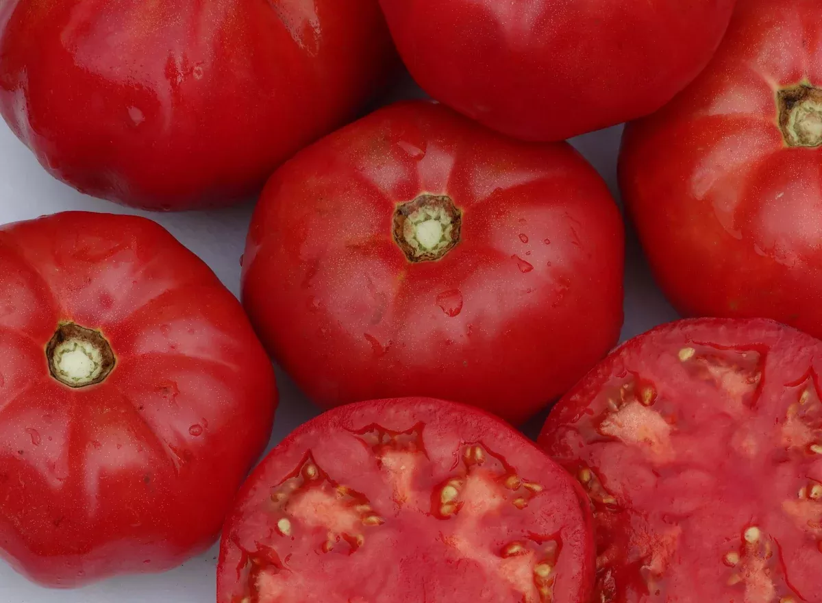 Peak of Perfection Tomato (1927)