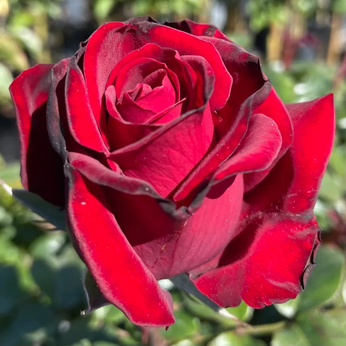 Peak Performance Dark Red Rose