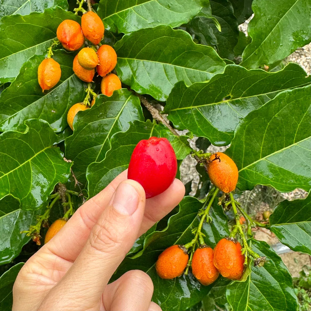 Peanut Butter Fruit *Pre-Order*