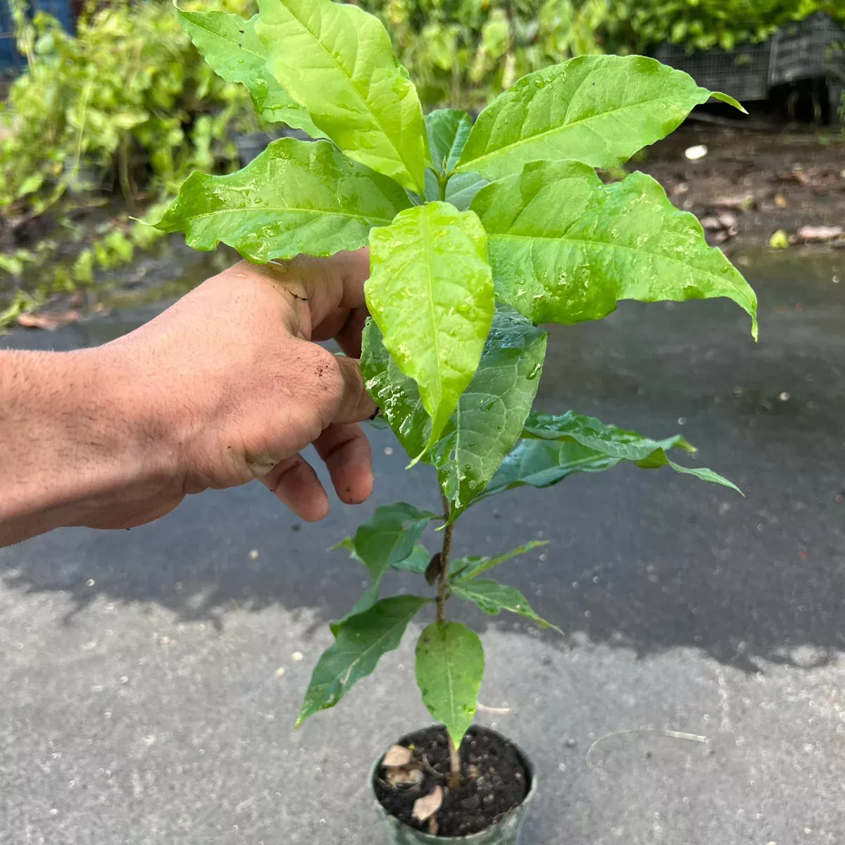 Peanut Butter Fruit TREE