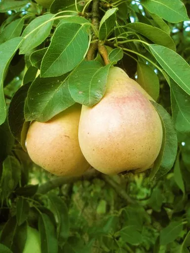 Pear 'Pineapple' #5