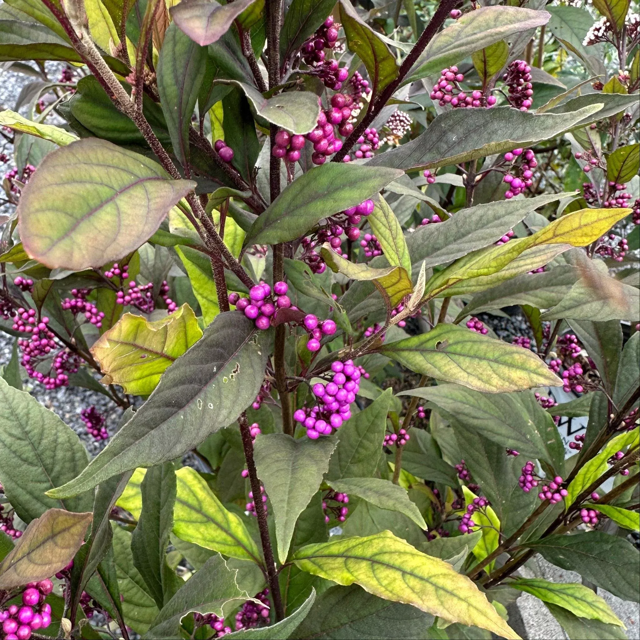 Pearl Glam Beautyberry