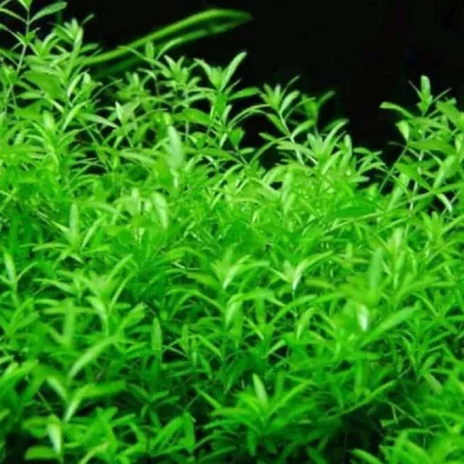 Pearl Weed (Hemianthus micranthemoides) – Live Aquatic Plant for Aquascaping and Freshwater Aquariums