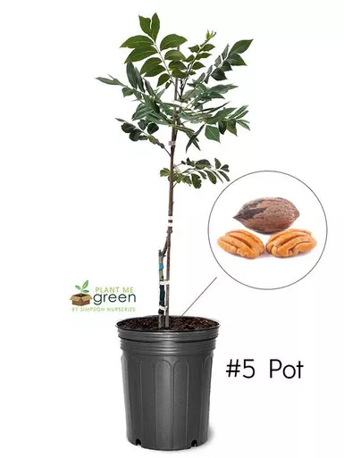 Pecan Cape Fear 5 Gallon