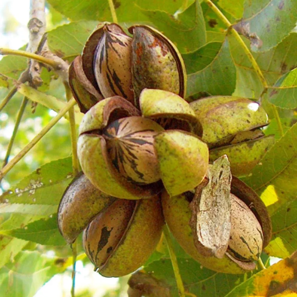 Pecan Tree #7