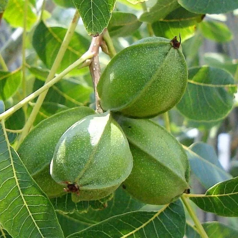 Pecan Vars