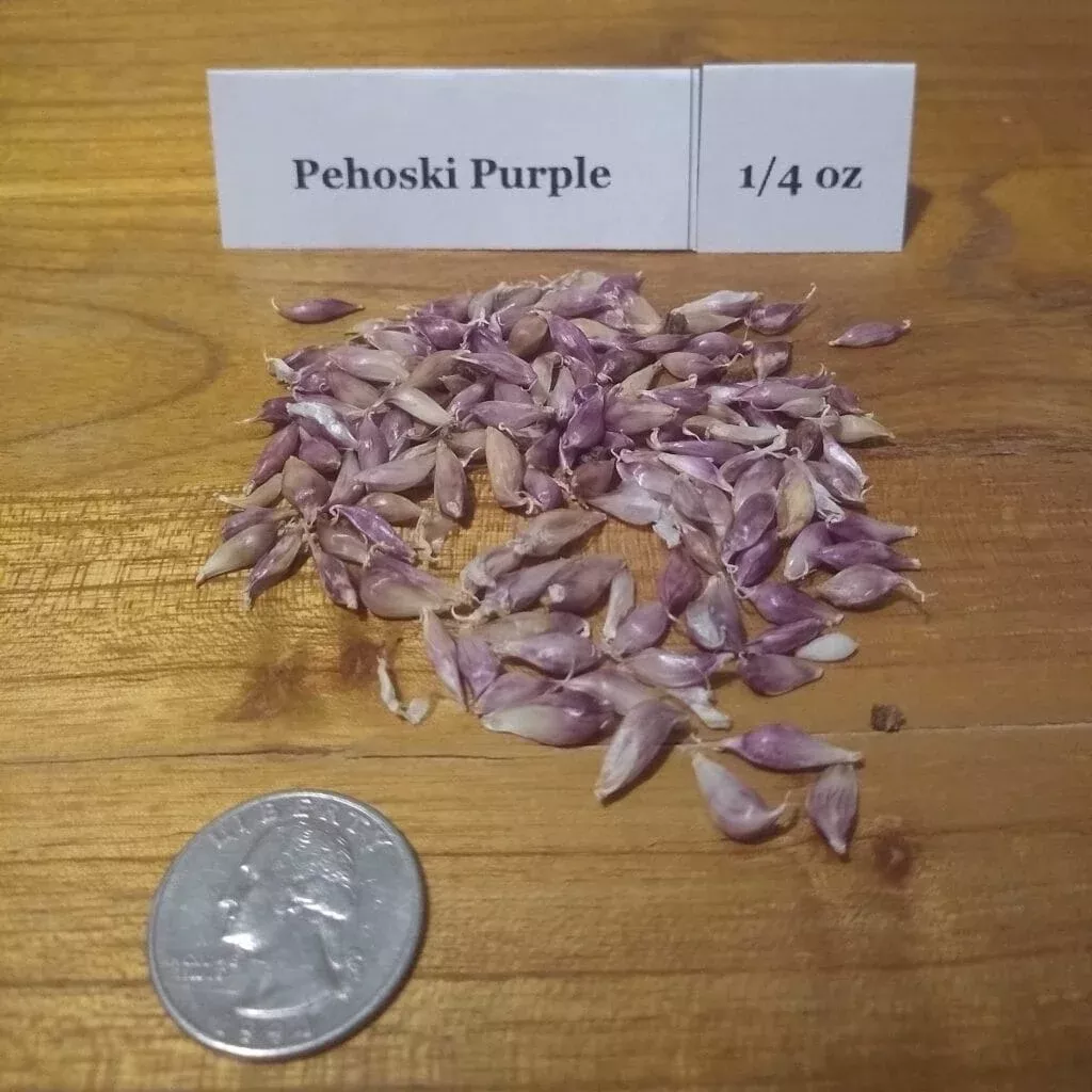 Pehoski Purple