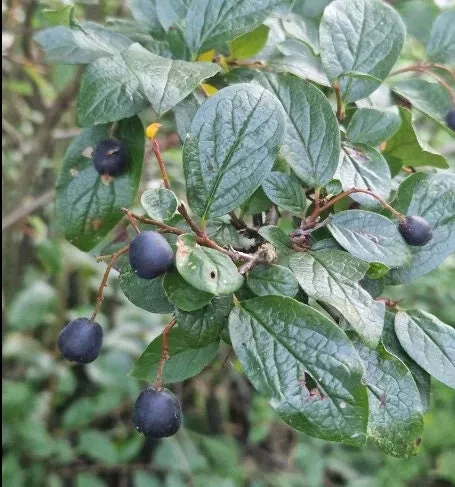 Peking Cotoneaster Seeds