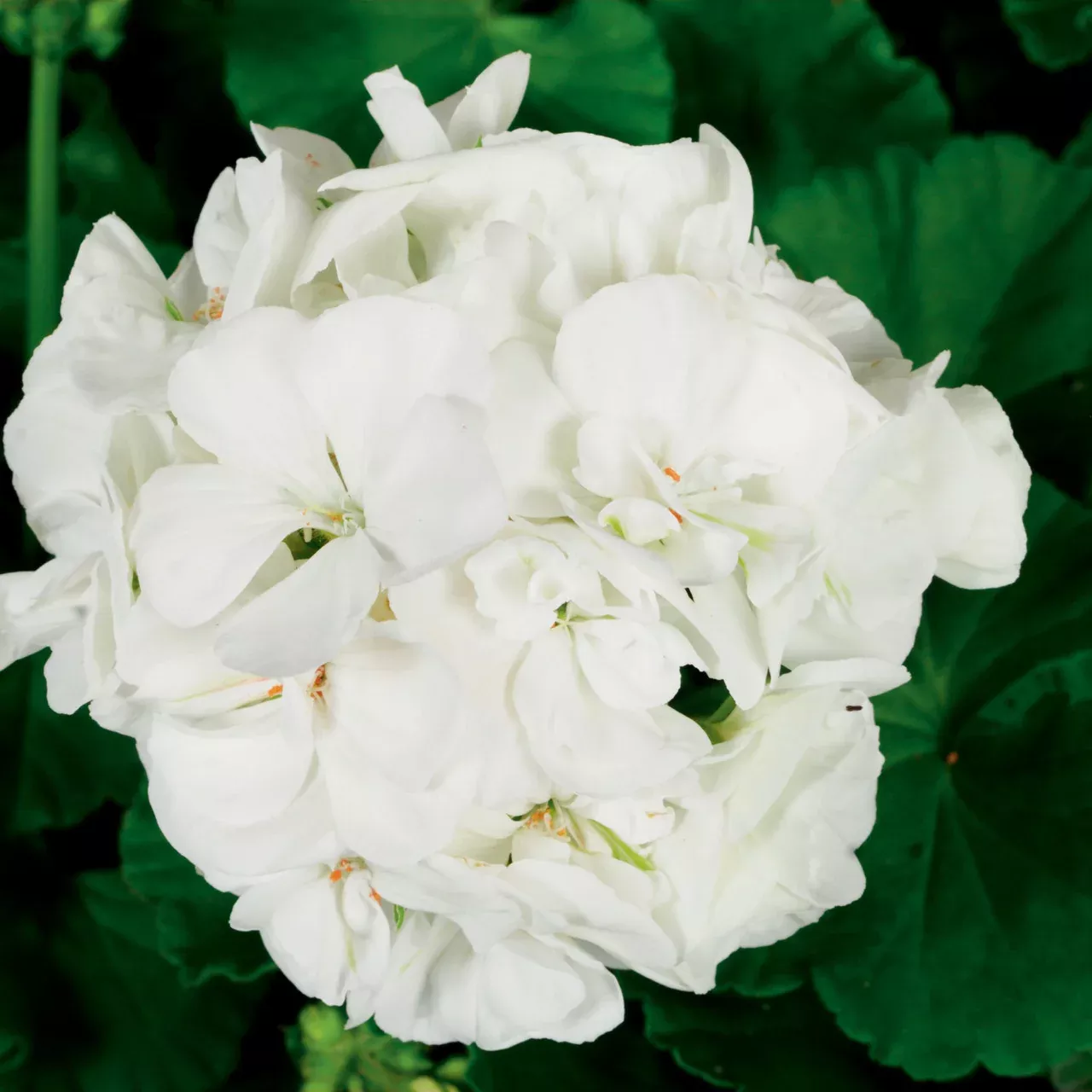 Pelargonium'Americana White'