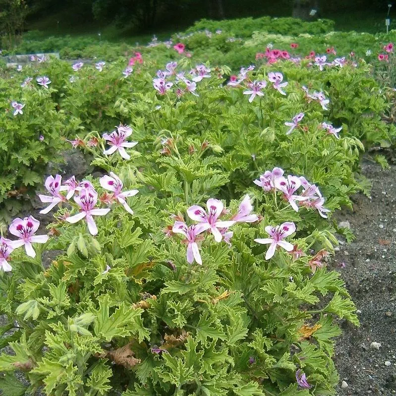 Pelargonium graveolens 'Citronella'- Citronella Scented Geranium