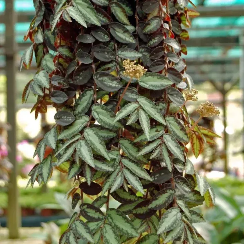 Pellionia Watermelon Plant Plug (Pellionia repens) – Trailing Plant with Striking Watermelon-Like Leaf Patterns