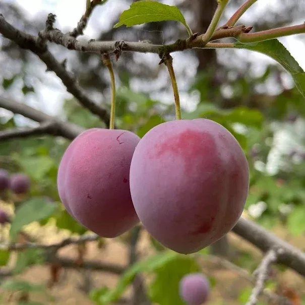 Pembina Plum Seeds