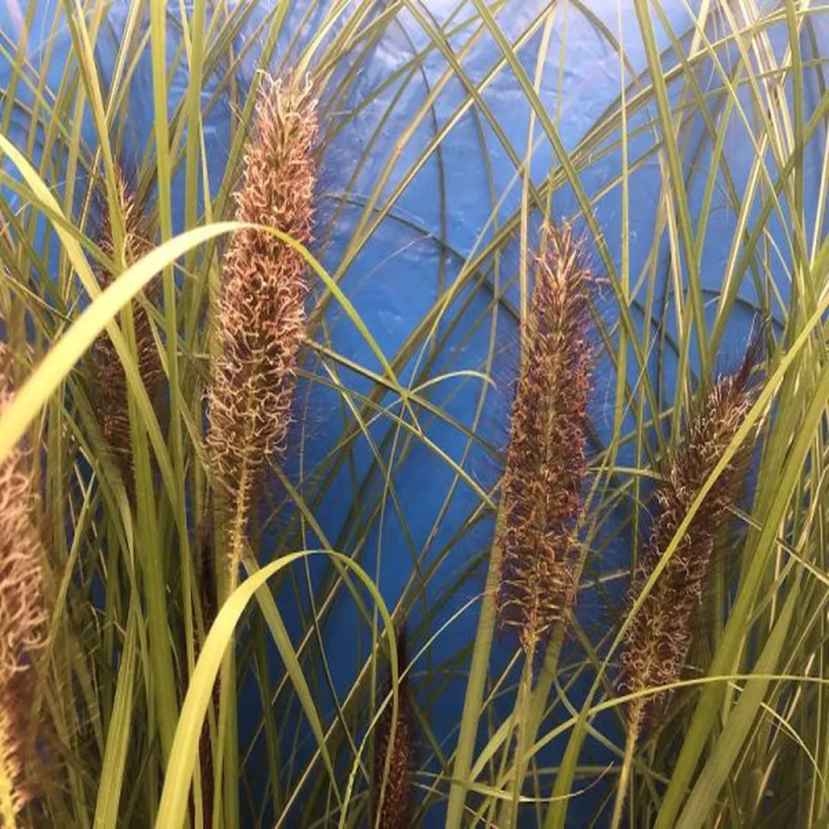 Pennisetum Dark DesireFountain Grass