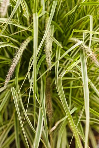 Pennisetum Graceful Grasses'Sky Rocket'