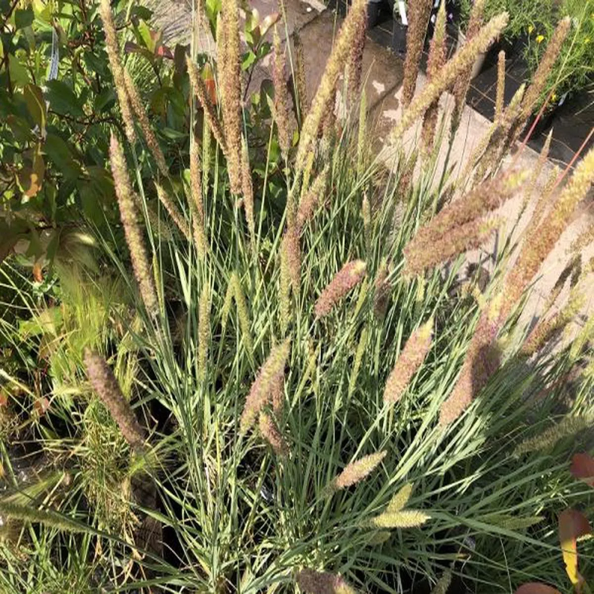 Pennisetum macrourum Short StuffFountain Grass