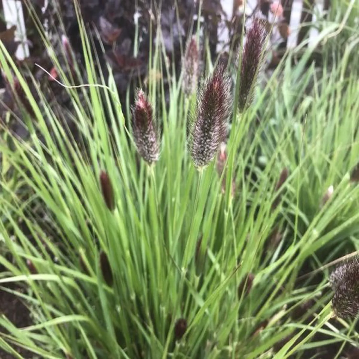 Pennisetum Red ButtonsFountain Grass