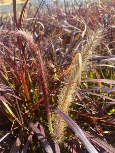 pennisetum setaceum 'Rubrum' / Fountain Grass