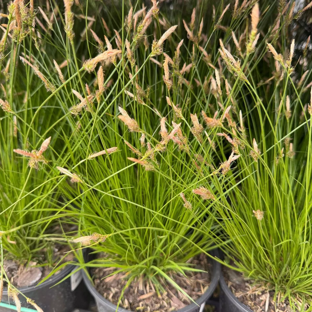 Pennsylvania Sedge