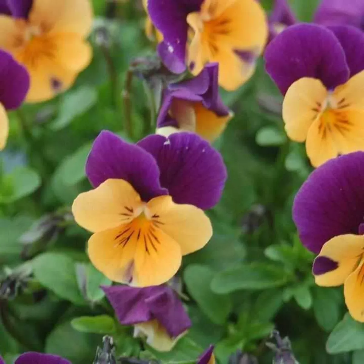 Penny Orange Jump-up Viola