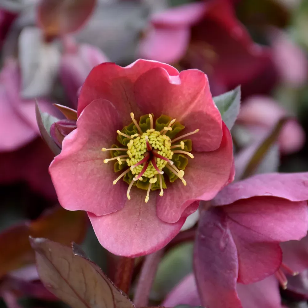 Penny's Pink Hellebore