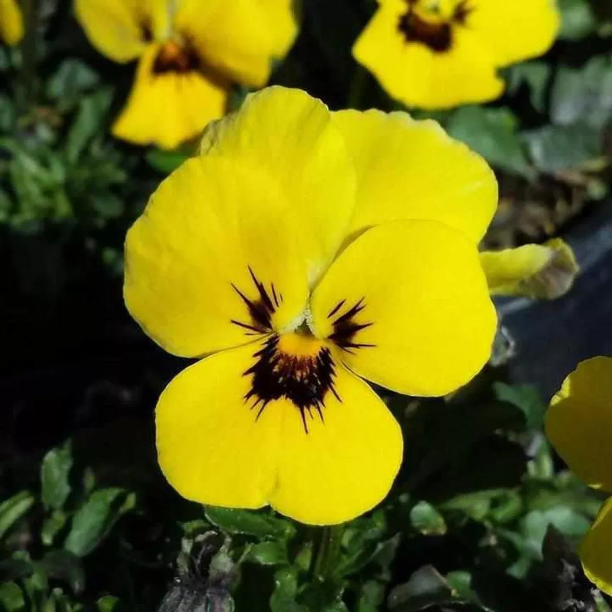 Penny Yellow Blotch Viola
