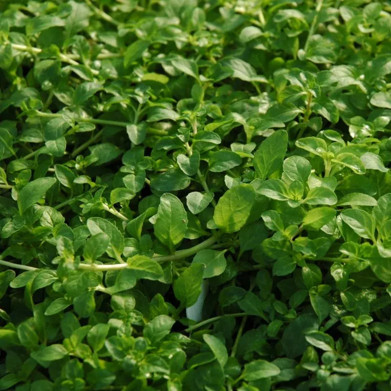Pennyroyal