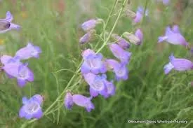 Penstemon Amphorellae Mexican Blue Penstemon