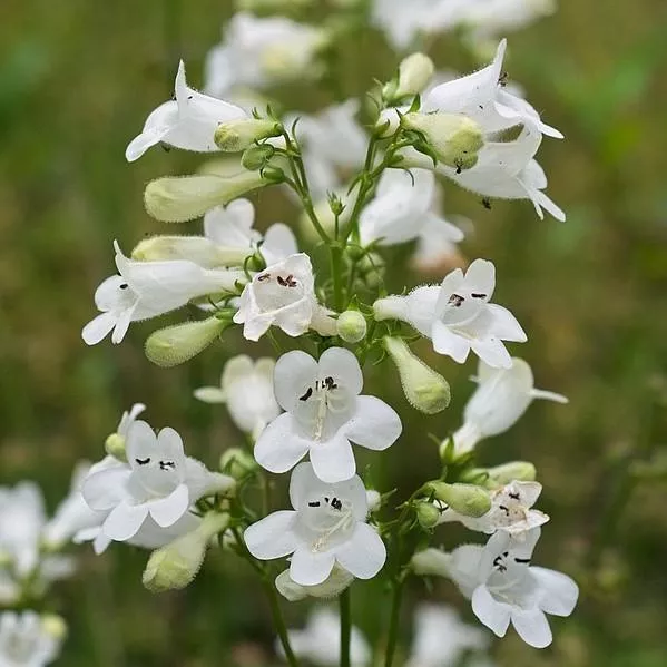 Penstemon digitalis / Beardtongue