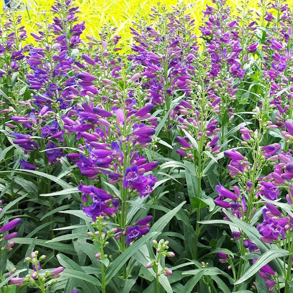 Penstemon 'Pristine Lilac Purple'- Pristine Lilac Purple Beardtongue