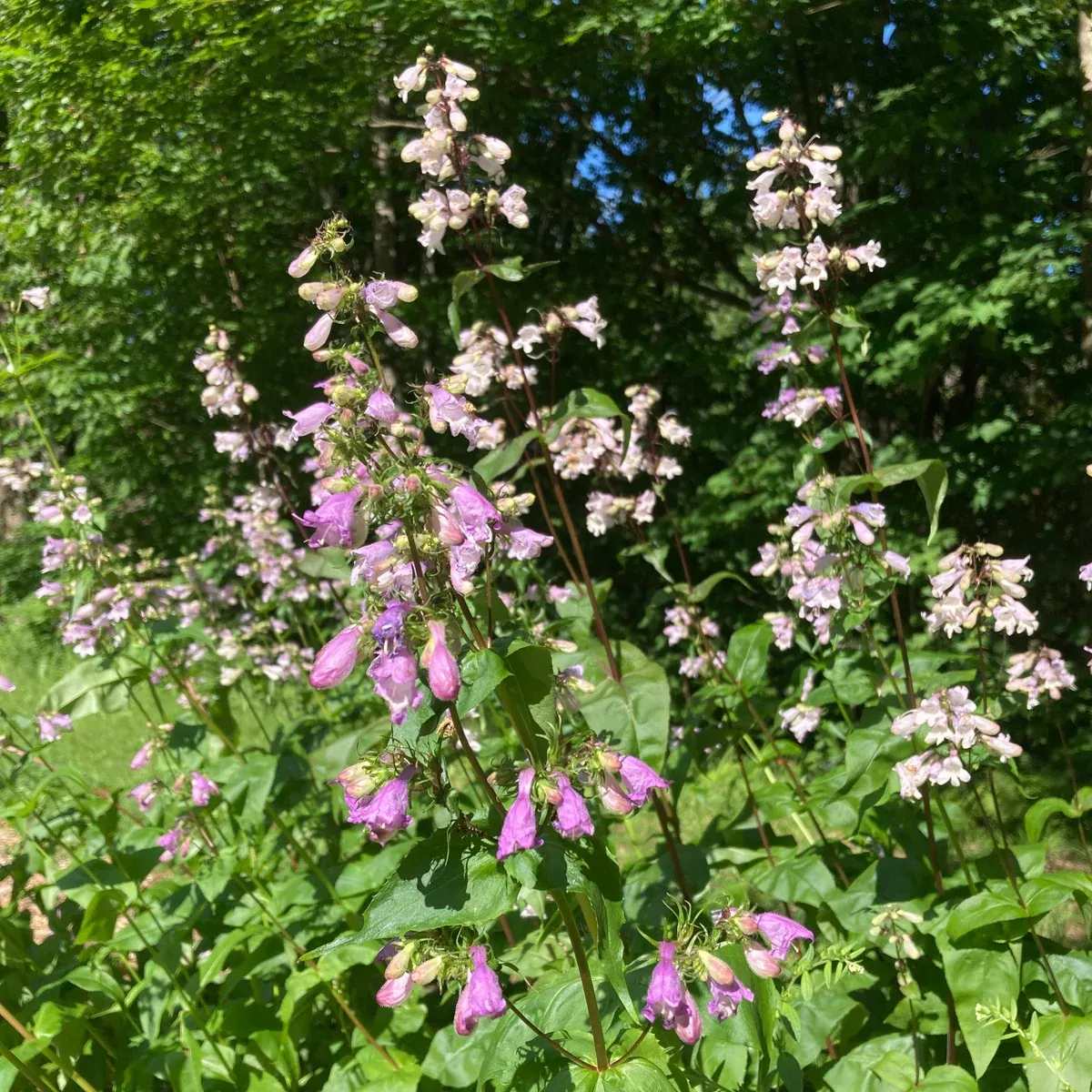 Penstemon, Smooth (Penstemon digitalis)