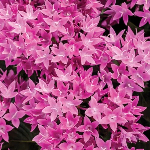 Pentas lanceolata 'Sunstar Lavender'