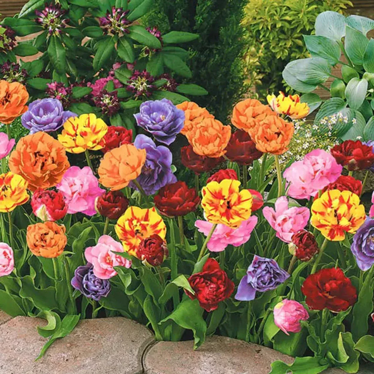 Peony-Flowering Tulip Mixture